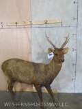 Lifesize Hog Deer no Base TAXIDERMY