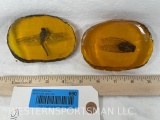 Reproduction Amber with insects TAXIDERMY