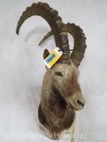 Ibex Sh Mt TAXIDERMY