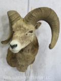 Bighorn Sheep Sh Mt TAXIDERMY