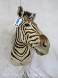 Zebra Sh Mt TAXIDERMY