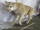 Lifesize Mountain Lion - Freestanding