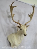 Fallow Wall Pedestal TAXIDERMY