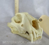 XL Complete Leopard Skull (TX RES ONLY) TAXIDERMY ODDITY