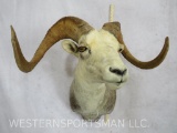 Fannin Sheep Sh Mt TAXIDERMY