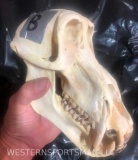 Large Adult Male Baboon Skull TAXIDERMY ODDITY