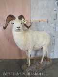 Lifesize Dall Sheep on Base TAXIDERMY