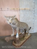 BEAUTIFUL Lifesize Leopard on Base (TX RES ONLY) TAXIDERMY