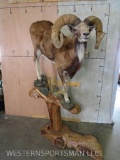 Lifesize Urial on Beautiful Wooden Base TAXIDERMY