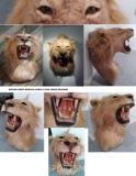 SUPER COOL LION SH MT (ILLINOIS RESIDENTS ONLY) TAXIDERMY