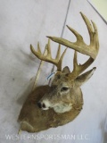 10 PT Whitetail Sh Mt TAXIDERMY