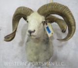 Jacobs Sheep *4 Horn* Sh Mt TAXIDERMY