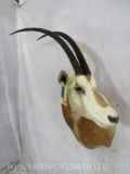 Scimitar Horn Oryx Sh Mt (TX RES ONLY) TAXIDERMY