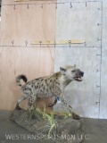 Lifesize Hyena on Base TAXIDERMY