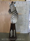 Excellent Zebra Pedestal W/Hide Base TAXIDERMY