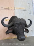 Cape Buffalo Sh Mt TAXIDERMY