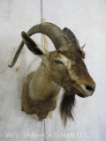 Goat Sh Mt TAXIDERMY