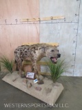 Lifesize Hyena on Base