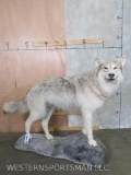 Lifesize Arctic Timberwolf on Base