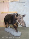 Lifesize Bushpig on Base