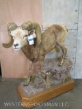 Lifesize Desert Sheep on Base TAXIDERMY