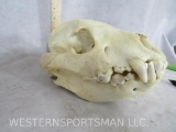 Complete Hyena Skull TAXIDERMY ODDITY