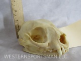 Complete Serval Cat Skull TAXIDERMY