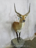 1/2 Body Kafue Lechwe TAXIDERMY