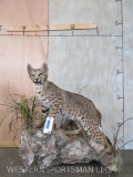 Lifesize Bobcat on Base TAXIDERMY