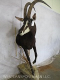 1/2 Body Sable TAXIDERMY