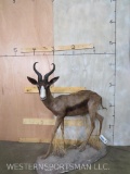 Lifesize Chocolate Springbok on Base