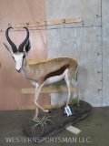 Lifesize Springbok on Base