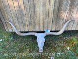 HUGE Texas Longhorn Steer Skull and Horns 65 inches tip to tip, Skull is 18 inches long x 8 inches w