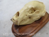 RARE Sloth Bear Skull on Plaque