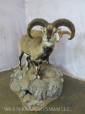 2 LIFESIZE BLUE SHEEP ON BASE TAXIDERMY