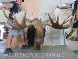 Monster Moose Sh Mt TAXIDERMY