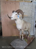 Lifesize Fannin Sheep on Base TAXIDERMY