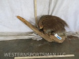 Lifesize Porcupine on Wood