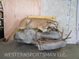 Lifesize Mountain Lion on Rock Base TAXIDERMY