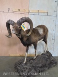 Lifesize Mouflon Sheep on Base TAXIDERMY