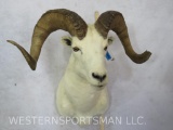 Dall Sheep Sh Mt TAXIDERMY