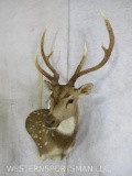 Axis Deer Wall Pedestal TAXIDERMY