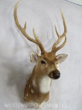 Axis Deer Sh Mt TAXIDERMY