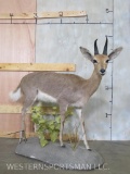 Lifesize Mountain Reedbuck on Base