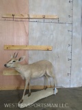 Lifesize Duiker on Base