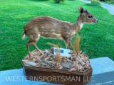SUPER RARE Royal Antelope Life-size mount... 18 1/2 x 10 inch base, 16 1/2 inches tall on base, horn