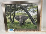 African Elephant on Canvas Mangelsen Style 28