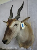 Eland Sh Mt TAXIDERMY