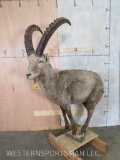 Lifesize Ibex on Base TAXIDERMY