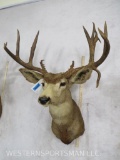 Mule Deer Sh Mt w/Drop Tine TAXIDERMY